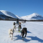 Hundspann i Åre