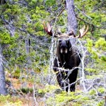 moose in sweden